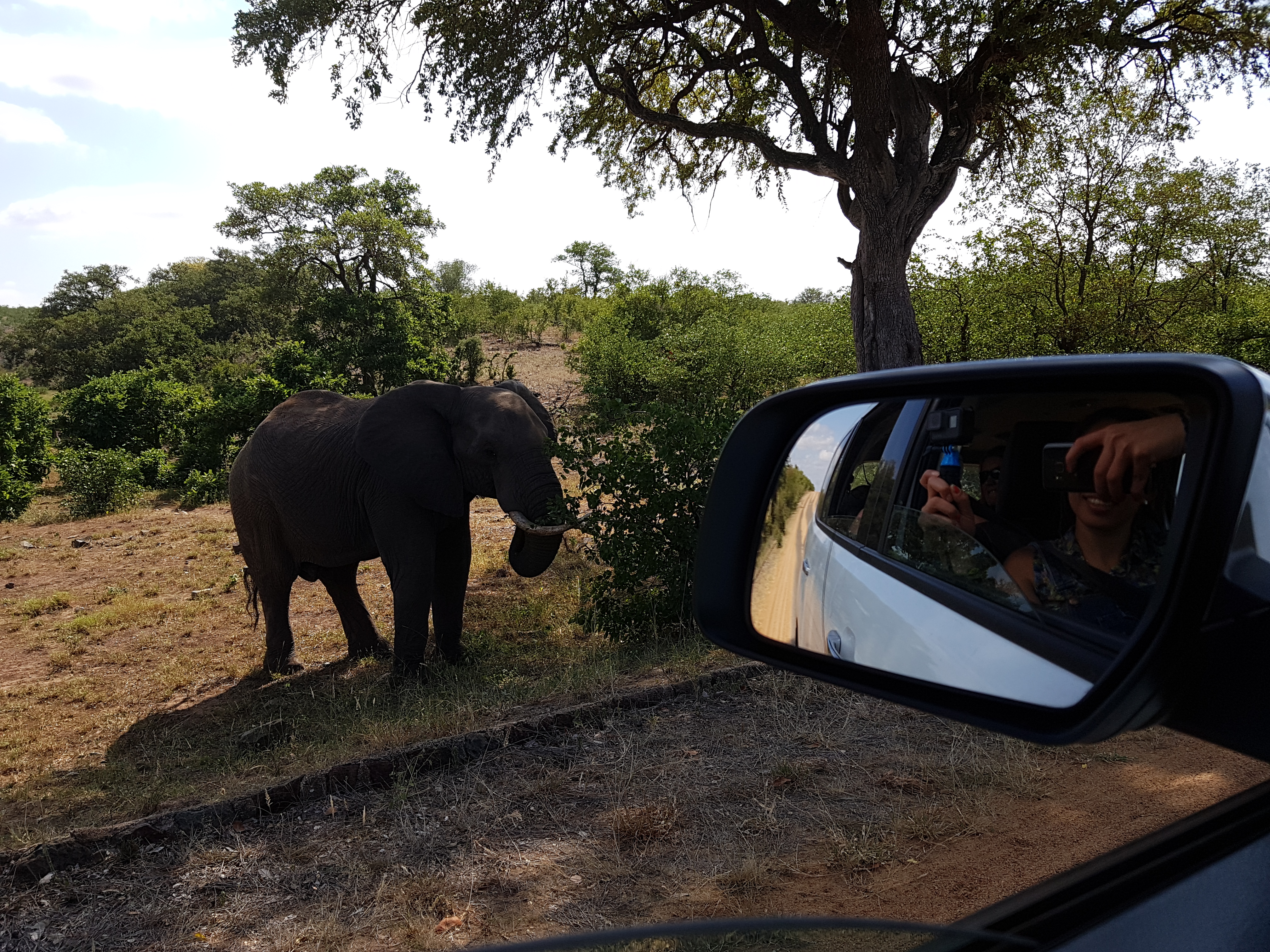 reis Zuid-Afrika safari olifant wildlife